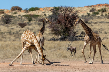 Three giraffes at a waterhole in the Kgalagadi Transfrontier Park in South Africa. Note the awkward stance with the front legs spread wide, making them very vulnerable at that stage.