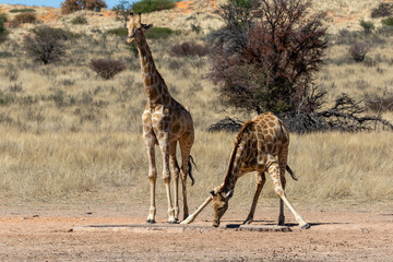 Naklejka na ściany i meble Two giraffes at a waterhole in the Kgalagadi Transfrontier Park in South Africa. Note the awkward stance with the front legs spread wide, making them very vulnerable at that stage.