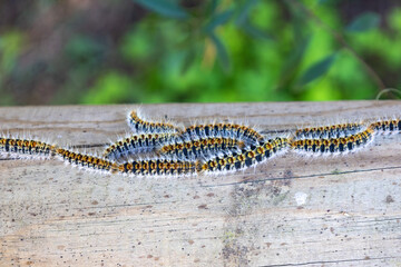 Macro photography of Pine processionary (Thaumetopoea pityocampa) with the focus on the central individual