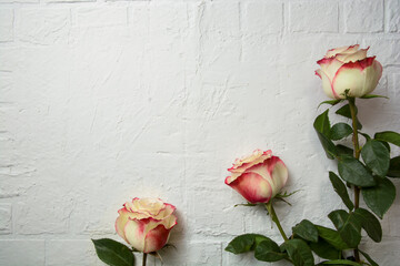 roses on white textured brick background