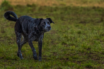 2022-02-07 A BLACK AND GRAY DOG STARING INTENTLY WITH NICE EYES AND A BLURRY BACKGROUND AT THE MARYMOOR OFF LEASH DOG PARK IN REDMOND WASHINGTON