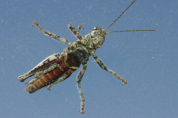 Underside view of a splendid rock grasshopper Arminda canariensis on the front windscreen of a car. Integral Natural Reserve of Inagua. Tejeda. Gran Canaria. Canary Islands. Spain.