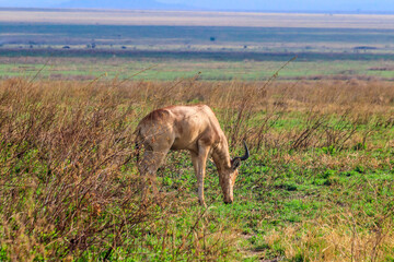 Coke's hartebeest (Alcelaphus buselaphus cokii) or kongoni in Serengeti national park in Tanzania, Africa