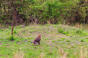 Tawny eagle (Aquila rapax) walking on meadow in Serengeti national park, Tanzania