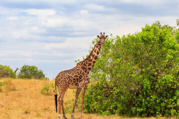 Fototapeta premium Giraffe in savanna in Serengeti national park in Tanzania. Wild nature of Tanzania, East Africa