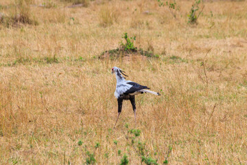 Secretarybird or secretary bird (Sagittarius serpentarius) walking in Serengeti national park, Tanzania
