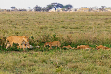 Pride of lions (Panthera leo) in savannah in Serengeti national park, Tanzania