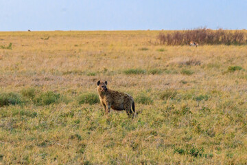Spotted hyena (Crocuta crocuta), also known as the laughing hyena, in Serengeti National park in Tanzania