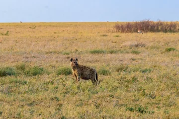 Rolgordijnen zonder boren Hyena Spotted hyena (Crocuta crocuta), also known as the laughing hyena, in Serengeti National park in Tanzania
