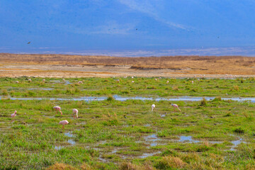 Lesser flamingo (Phoeniconaias minor) in Ngorongoro crater national park in Tanzania. Wildlife of Africa