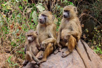 Family of olive baboons (Papio anubis), also called the Anubis baboons, on a stone in Lake Manyara National Park in Tanzania