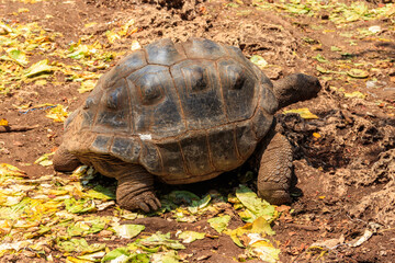 Aldabra giant tortoise on Prison island, Zanzibar in Tanzania