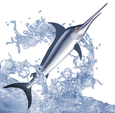 poisson ,  espadon  , perche, p&ecirc;che, animal, isol&eacute;, aliment, gicl&eacute;e, eau, nature, attraper, blanc, ailette, comestible, vague, sauter, douce, fleuve, lac, aquarium, queue, frais, &eacute;caill&eacute;e, brut, mer, 