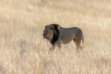 One male lion walking in long grass at sunrise in Kgalagadi Transfrontier Park in South Africa