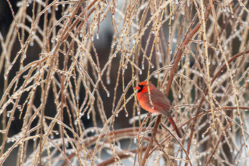 cardinal on branch