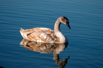 A white majestic swan floats in front of a wave of water. Young swan in the middle of the water. Drops on a wet head.