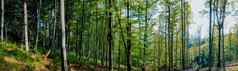 Panorama of beech forest in the mountains in autumn. Background of a distant mountain and clear sky.