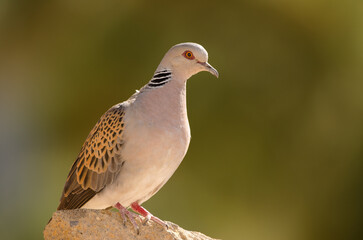 European turtle dove Streptopelia turtur. Cruz de Pajonales. Integral Natural Reserve of Inagua....