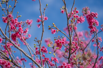 Beautiful Sunny Cherry Blossom Day