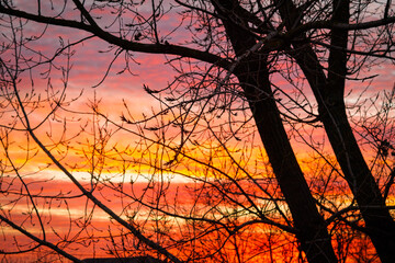 Bright sunset sun on the background of bare tree branches