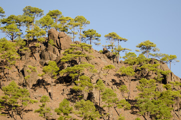 Fototapeta na wymiar Forest of Canary Island pine Pinus canariensis and rocky cliffs. Integral Natural Reserve of Inagua. Gran Canaria. Canary Islands. Spain.