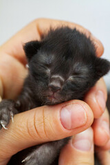 A small newborn kitten that has not yet opened its eyes after birth. The tiny kitten is sleeping. Beautiful little kitty.