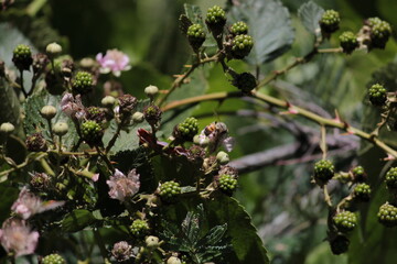 A bee enjoys the blossom on a blackberry vine.