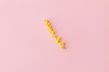 Stylish mimosa flower flat lay on pink background. Hello spring concept. 8 march. Happy womens day and Happy Mothers day. Beautiful blooming mimosa. Minimalistic image