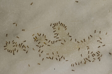 Argentine ants Linepithema humile feeding on the remains of a liquid. Cruz de Pajonales. Tejeda. Gran Canaria. Canary Islands. Spain.