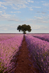 Fototapeta na wymiar Lavender fields at sunset