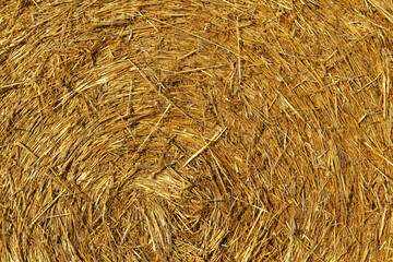 detail of a ball of straw in a field on a sunny summer day