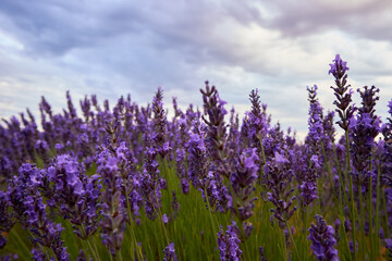 Fototapeta premium Close-up of a lavender field