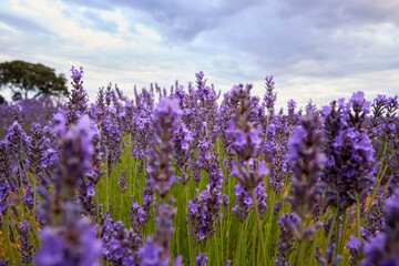 Fototapeta premium Close-up of a lavender field