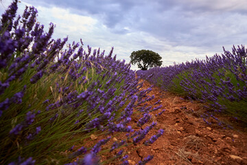 Lavender fields at sunset