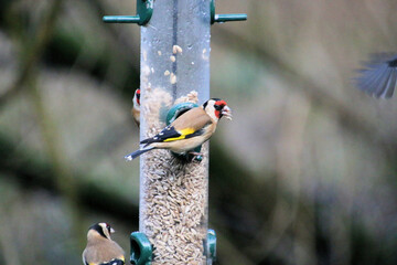 Naklejka premium A Goldfinch on a bird feeder