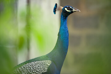 Indian Peafowl, Pavo cristatus, detail head portrait, blue and green exotic bird from India and Sri Lanca.