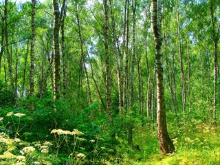 Fototapeta na wymiar Beautiful birch grove at summer