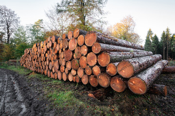 Waldschäden vor allem in Nadelwäldern durch mehrere Jahre mit sehr wenig Niederschlag verbunden mit einer extremen Borkenkäferplage.