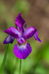 Flowers of Siberian iris, Iris sanguinea, wetted by rain