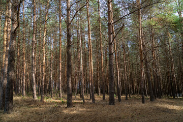 Wald - Erholung vor der Haustür