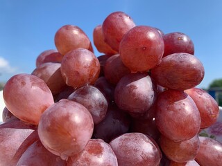 Bunch of burgundy grapes. Close-up (grade red globe). Healthy snack, summer berries. Winemaking, house wine.