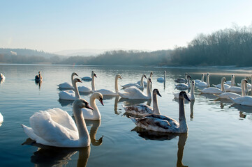 white swans group on the lake swim well under the bright sun