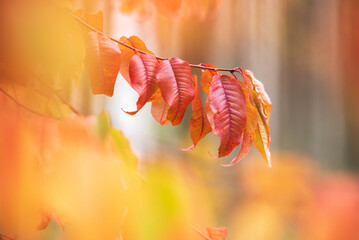 Pin cherry (Prunus pensylvanica) tree leaves in autumn colors. - obrazy, fototapety, plakaty