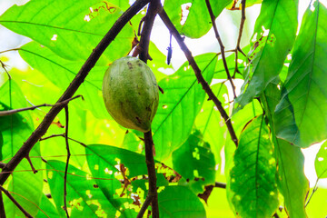 Green cacao fruit on the cocoa tree (Theobroma cacao)