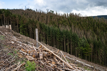 Fototapeta na wymiar Waldschäden vor allem in Nadelwäldern durch mehrere Jahre mit sehr wenig Niederschlag verbunden mit einer extremen Borkenkäferplage