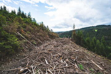 Waldschäden vor allem in Nadelwäldern durch mehrere Jahre mit sehr wenig Niederschlag verbunden mit einer extremen Borkenkäferplage