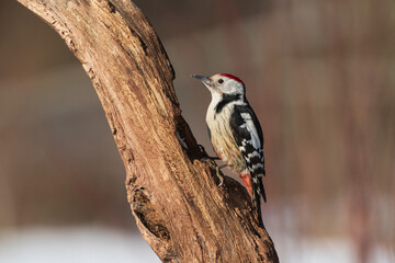 Middle Spotted Woodpecker (Dendrocoptes medius)