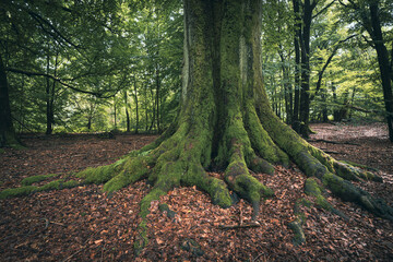 Baum in nichtbewirtschateten und sich selbst überlassenem Wald.
