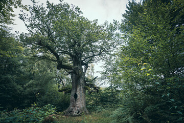 Baum in nichtbewirtschateten und sich selbst überlassenem Wald.