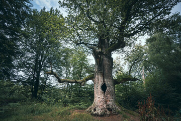 Fototapeta na wymiar Baum in nichtbewirtschateten und sich selbst überlassenem Wald.